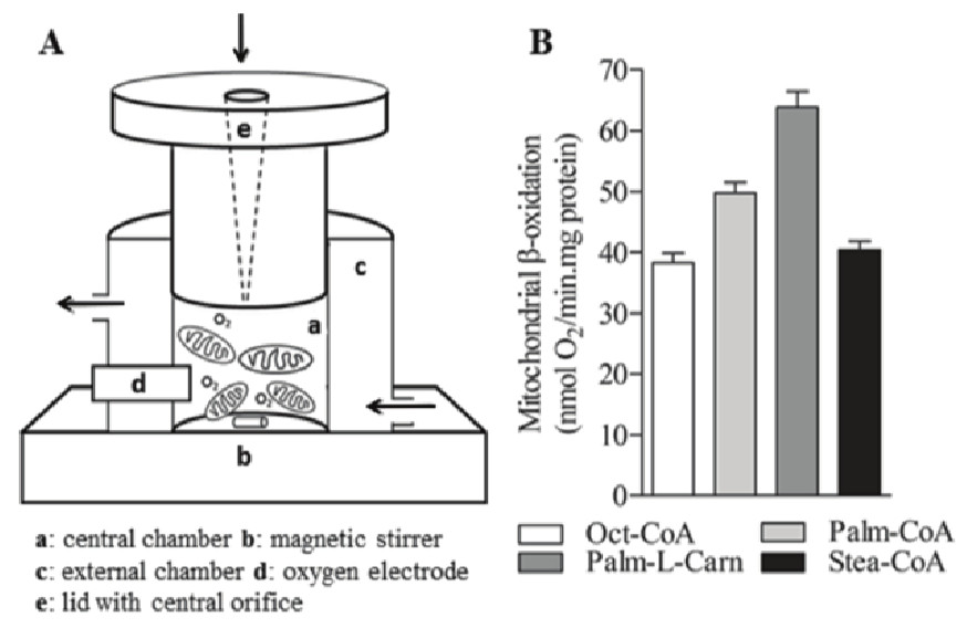 Mitochondrial β-oxidation
