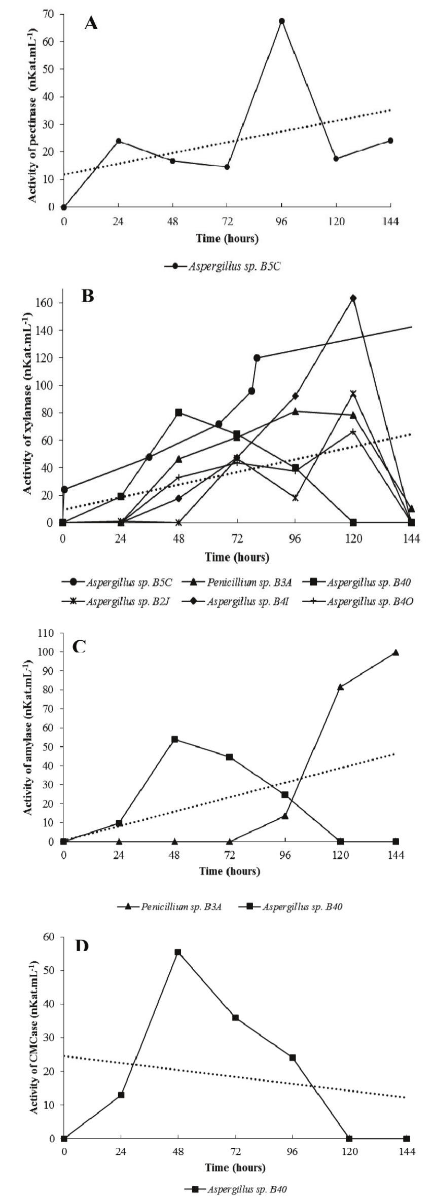 Activity of pectinase (A), xylanase (B),
amylase (C) and CMCase (D) in function of the
fermentation time (hours) in cassava wastewater by potential enzyme producing fungal
strains. Dotted line represents the trend line of the enzymatic activity in relation to the fermentation
time. 

 