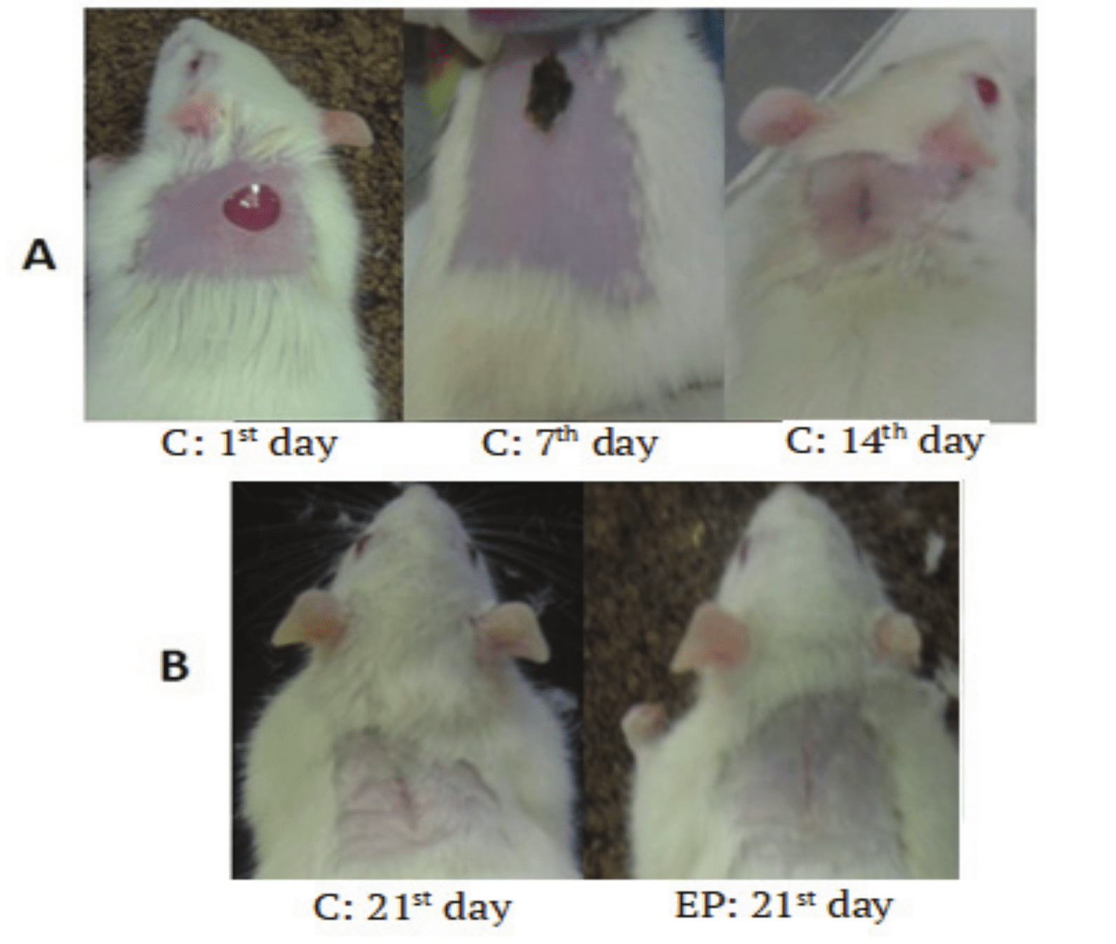 A) Skin lesion in animals of the
control group, on the 1st, 7 and 14th days after surgery,
respectively and B) Skin lesion on the 21st day in control and
treated groups (EP), respectively.