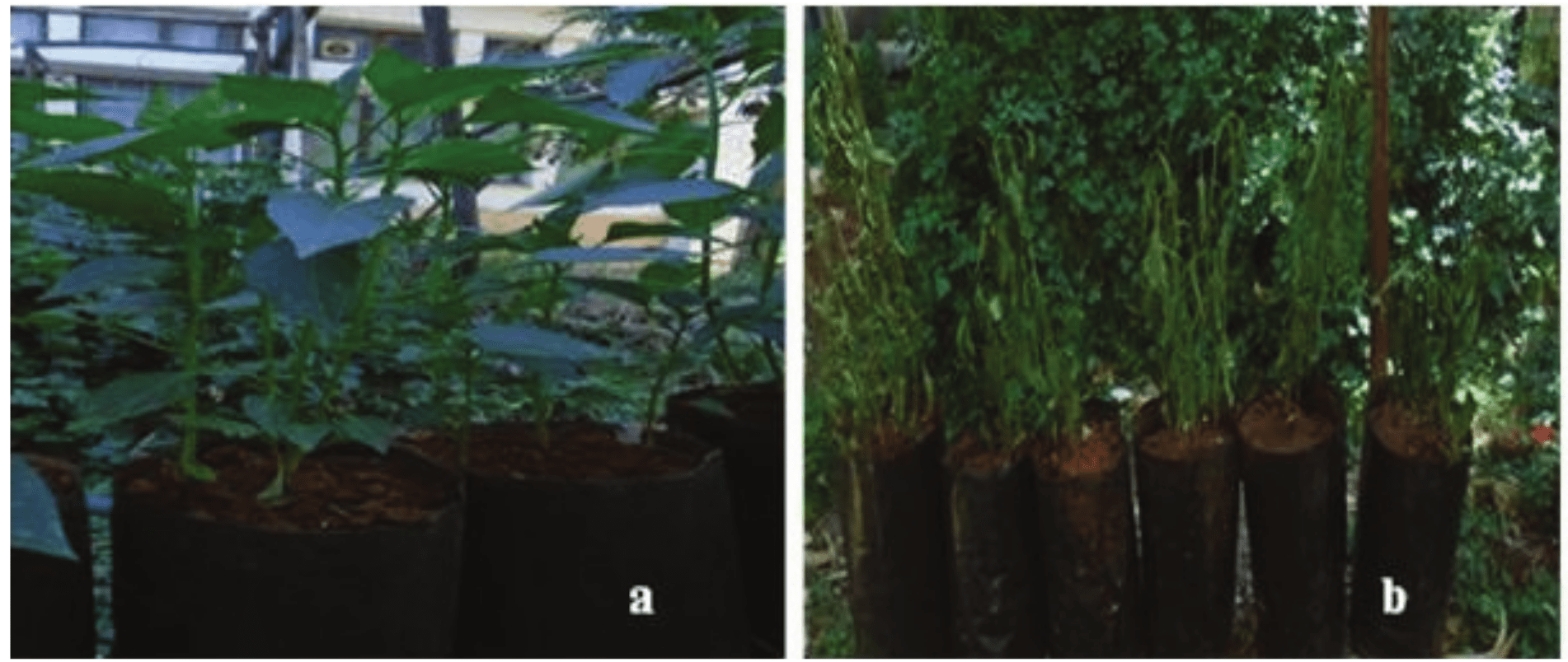 Pathogenicity test for Ralstonia solanacearum on Capsicum annuum: (a) plants treated with sterilized distilled
water; and (b) plants inoculated with R.
solanacearum suspension (Photo by Endalamaw Yihune).  

 