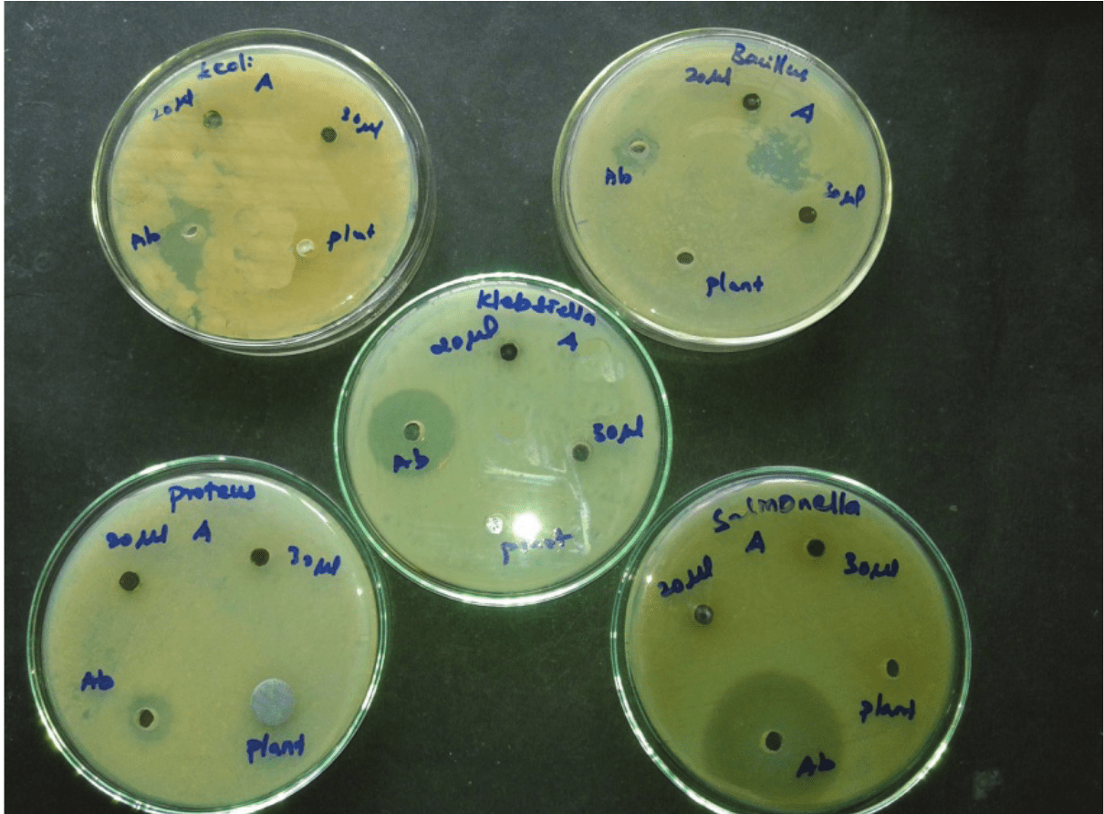 Antibacterial activity of Ziziphus mauritiana extract and its silver nanoparticles against gram positive and Gram negative bacteria.