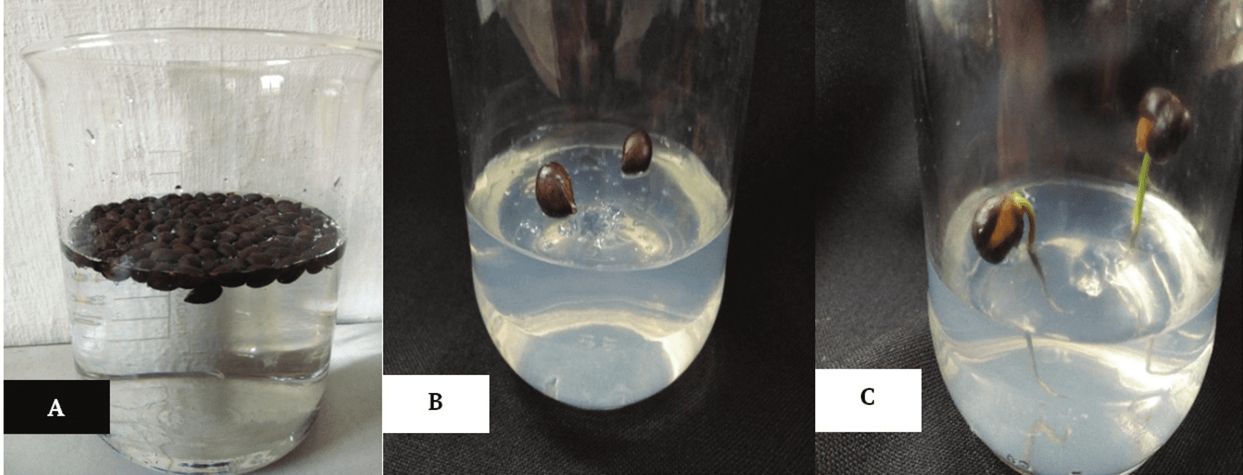 Germination of Mansonia altissimia. (a): seeds soak for 24 hours (b): Inoculated seeds (c): germination of inoculated seeds.