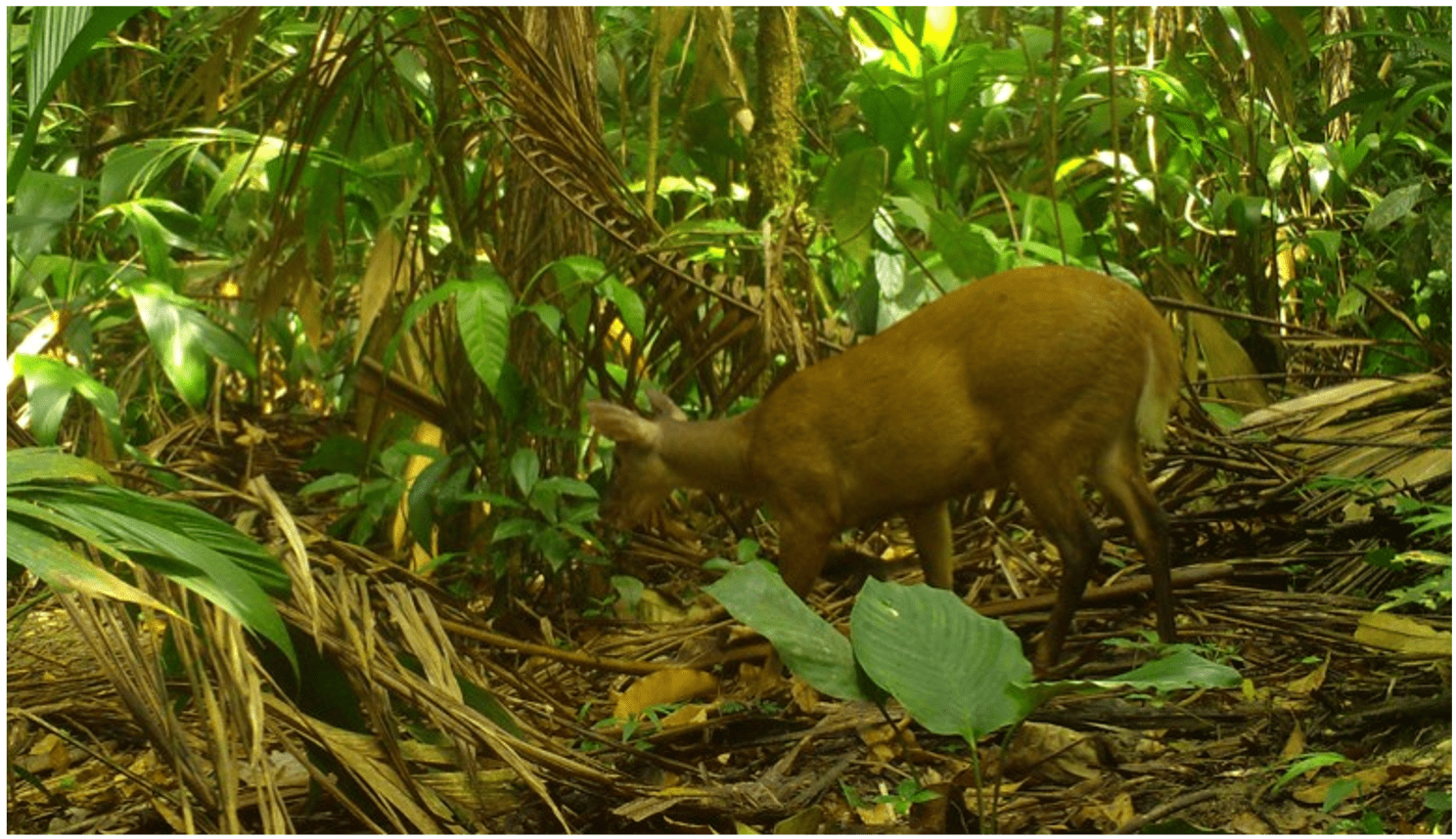 A typical female specimen of Mazama americana observed during the rainy season at the Biological Reserve of Tapirap, Marab, Par, Brazil.