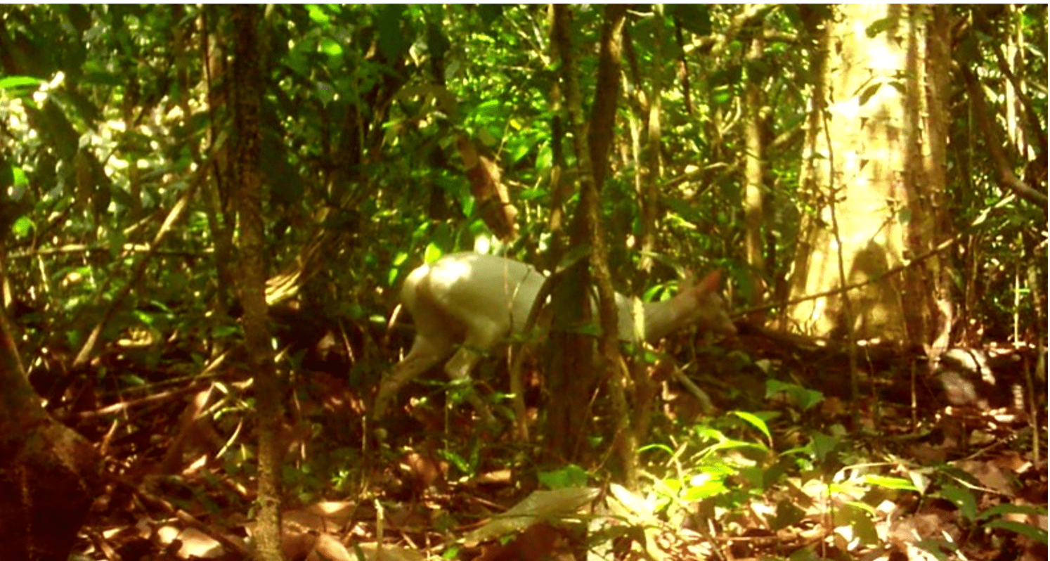 The first observation of an albino Mazama americana at the Biological Reserve of Tapirap, Marab, Par, Brazil. This photograph was taken during October 2017. Note the complete white color of fur, legs, ears, nose and red eyes.