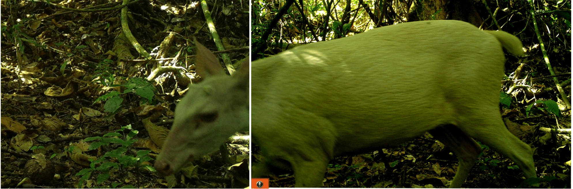 Albino Mazama americana recorded during the rainy season at the Biological Reserve of Tapirap, Marab, Par, Brazil. The individual was registered in June 2018.