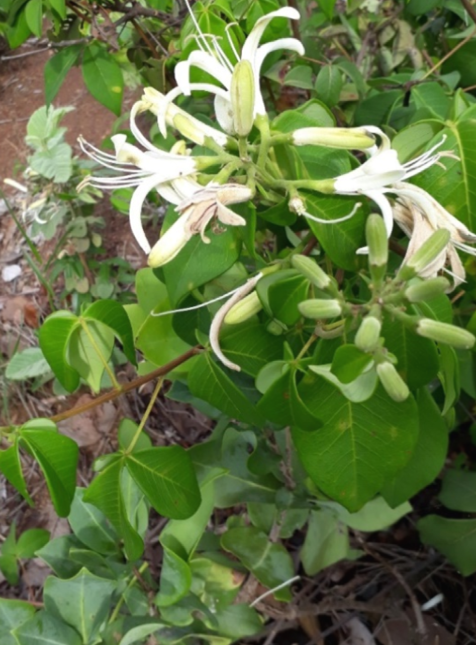 Spiranthera odoratissima A. St.- Hil. (Rutaceae) leaves. Source: the authors/2019