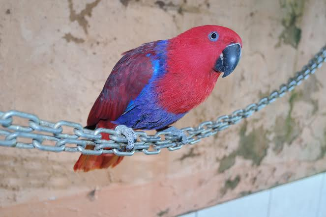Female parrot ecletus (Eclectus roratus).