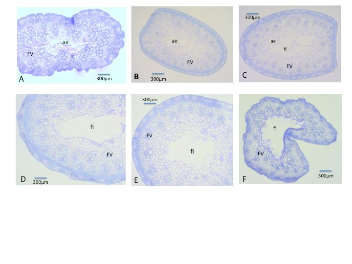 Cross sections of stems of E. plana (A- 50% WRC; B- 100% WRC; C- Water depth) and E. pilosa (D- 50% WRC; E- 100% WRC; F- Water depth. Ae = aerenchyma; fi = fistula marrow; fv = vascular bundles.