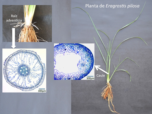 Cross sections of stems and roots of E. pilosa under water depth. Detail of the formation of adventitious roots on the soil surface.