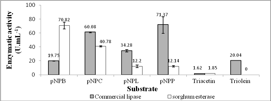 The activities of sorghum esterase and commercial lipase (Thermomyces lanuginosus) in different substrates (pNPB, pNPC, pNPL, pNPP, Triacetin and Triolein)