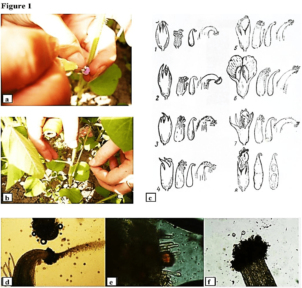 Agrobacterium tumefaciens-mediated soybean germ-line genetic transformation. a The process of soybean flower pipetting with A. tumefaciens - suspension containing constructs with the genes of interest. b Marking of treated flowers by colored threads. c Scheme of stages of soybean flower and stigma development, adapted from https://www.agrodialog.com.ua/biologiya-cveteniya-soi.html. d - f – anatomy of soybean pollination (magnification 400x): d - stigma allocation of substances that stimulate the germination of pollen, 9:00 am; e - pollen attachment to the stigma and the beginning of pollen germination, 9:15 am; f - germination of the pollen tube, 9:30 am