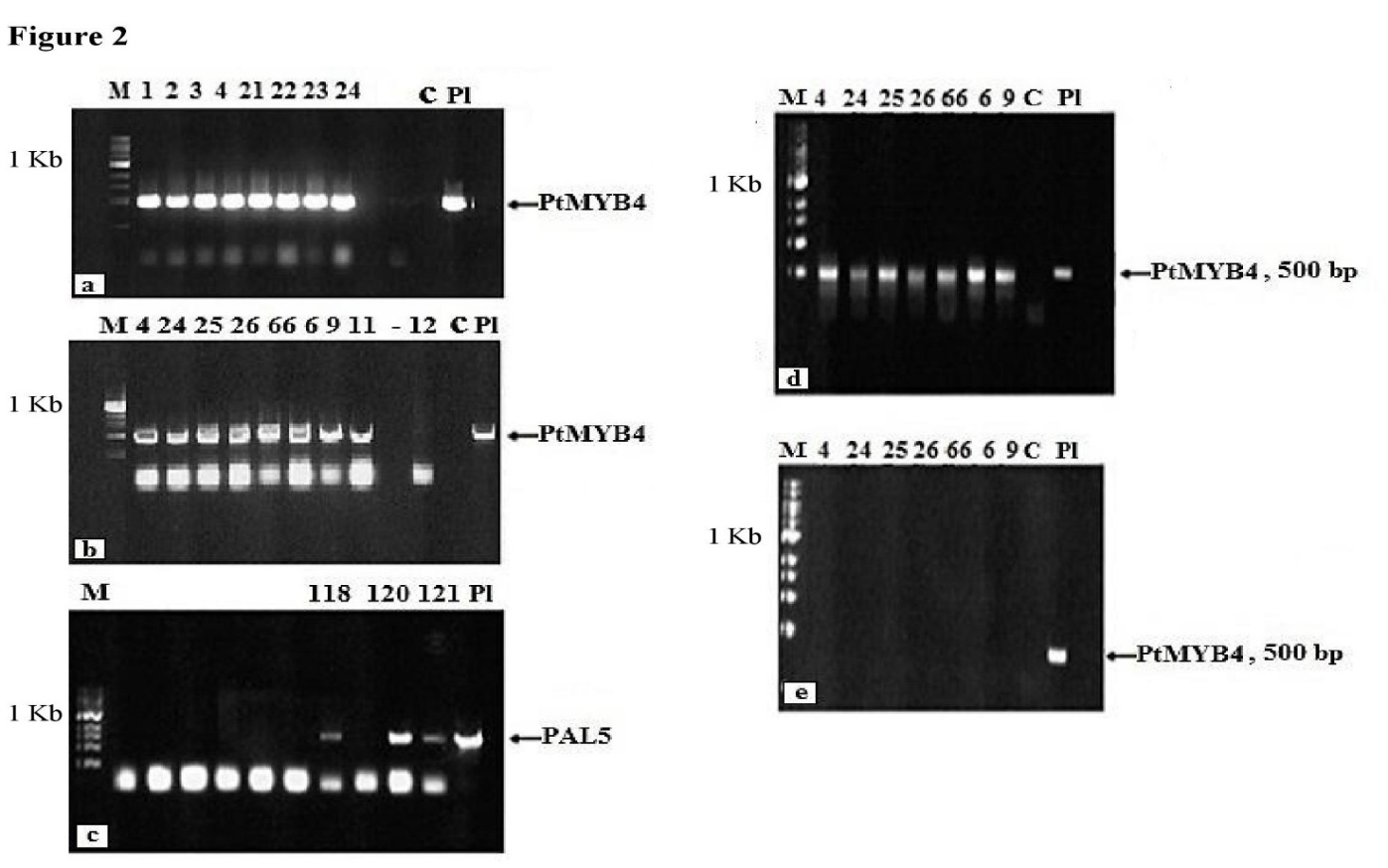 PCR and RT-PCR analyses of T1 transgenic soybean plants. M – marker, Pl + plasmid, positive control; – wild type, negative control. a: PCR analysis of transgenic lines 1, 2, 3, 4, 21, 22, 23, 24 of Jack cultivar demonstrate  PtMYB4 introduction into genome. b: PCR analysis of transgenic lines 4, 24, 25, 66, 6, 9, 11, 12 of Vita cultivar demonstrate  PtMYB4 introduction into genome. c: PCR analysis of transgenic lines 118, 120, 121 of Tazhan cultivar demonstrate  PAL5 introduction into genome. d: RT-PCR with reverse  transcriptase of  transgenic lines 4, 24, 25, 26, 66, 6, 9 demonstrate PtMYB4 expression at the RNA level. e: RT-PCR without reverse  transcriptase of  transgenic lines 4, 24, 25, 26, 66, 6, 9.