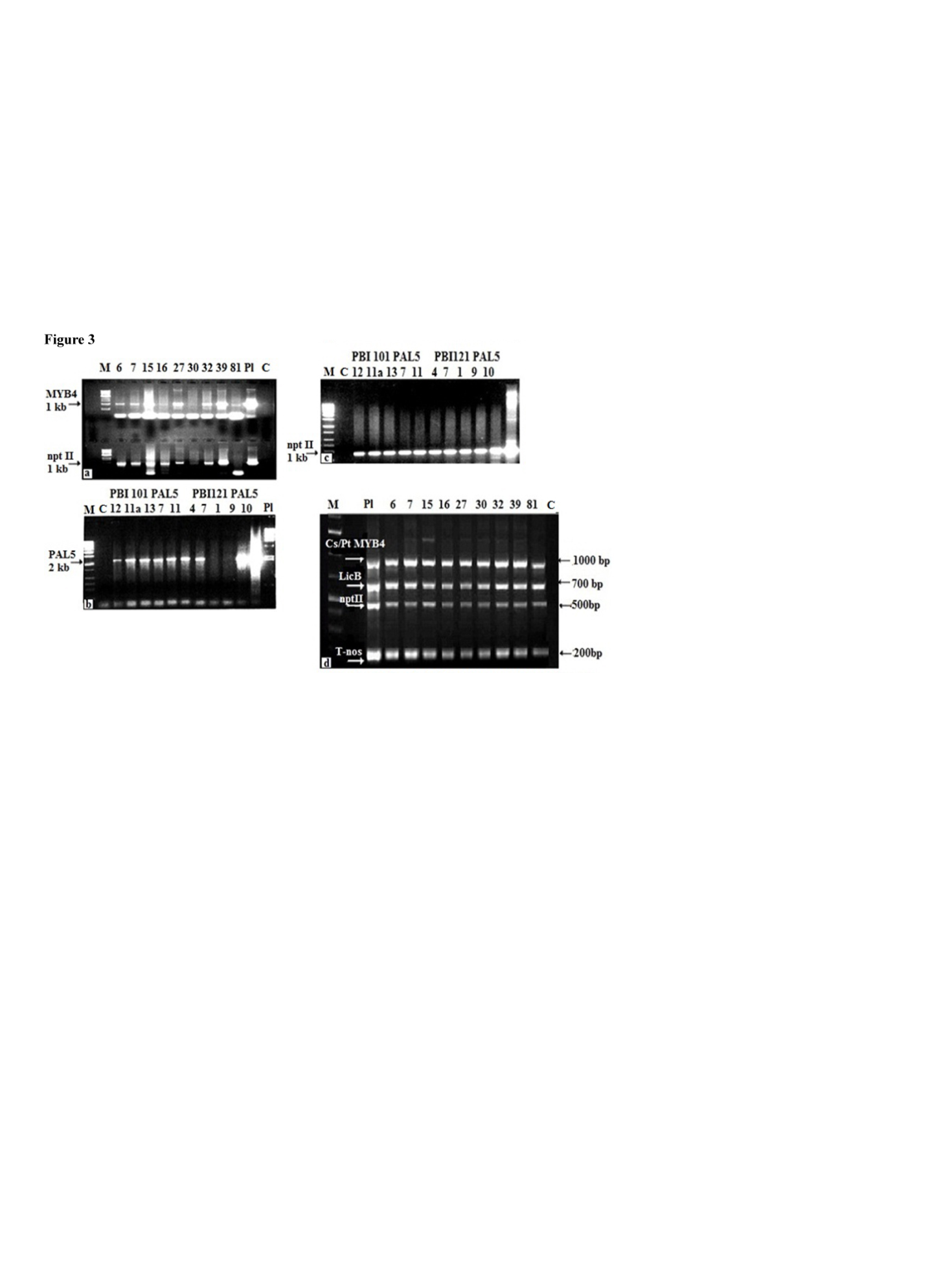 PCR-analysis (a-c) and Multiplex PCR-analysis (d) of T2 soybean  transgenic plants. a: Samples 6, 7, 15, 16, 27, 30, 32, 39, 81 - transgenic lines T2, confirmed introduction into genome of PtMYB4 gene (top part of fig.) and marker gene nptII (bottom part of fig.). b: samples 12, 11a, 13, 7, 11, 4, 7, 1 ,9, 10 - transgenic lines T2, confirmed introduction into genome of the PAL5 gene, and c: marker gene nptII. d: Samples 6, 7, 15, 16, 27, 30, 32, 39, 81 – T2 transgenic lines, confirmed introduction of the elements of CsVMV/PtMYB4 construct: gene of interest (1000 bp), reporter gene LicB (700 bp), marker gene nptII (500 bp), T-nos terminator (200 bp).