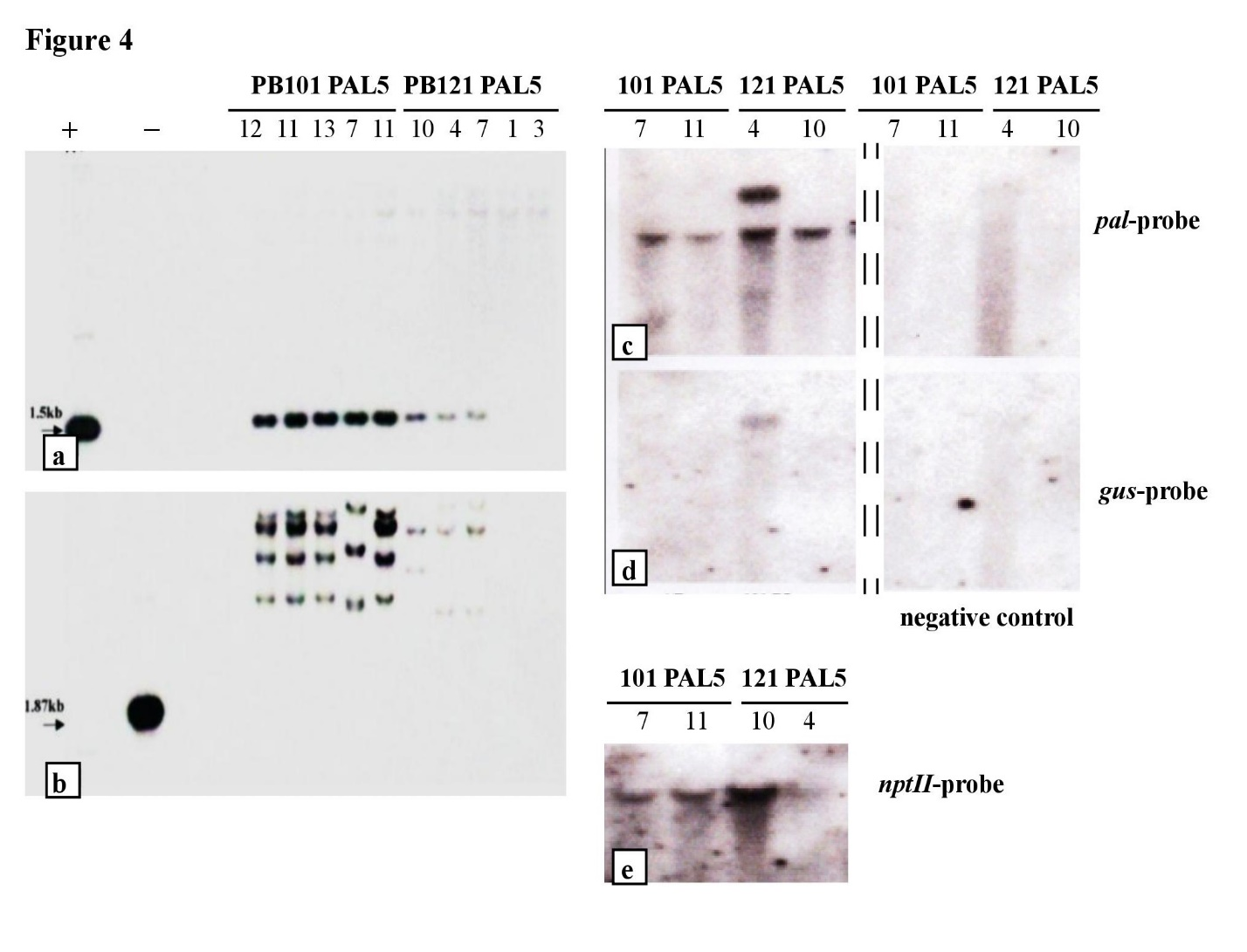 Southern (a, b) and Northern (c, d, e) blot analyses, using genomic DNA from transgenic soybean plants, transformed with PBI101PAL5 or PBI121PAL5, digested with BamHI, and hybridized with: pal probe (a, c), gus-probe (b, d), nptII probe (d). Dashed line in the blots c and d represents a cut in the membrane.