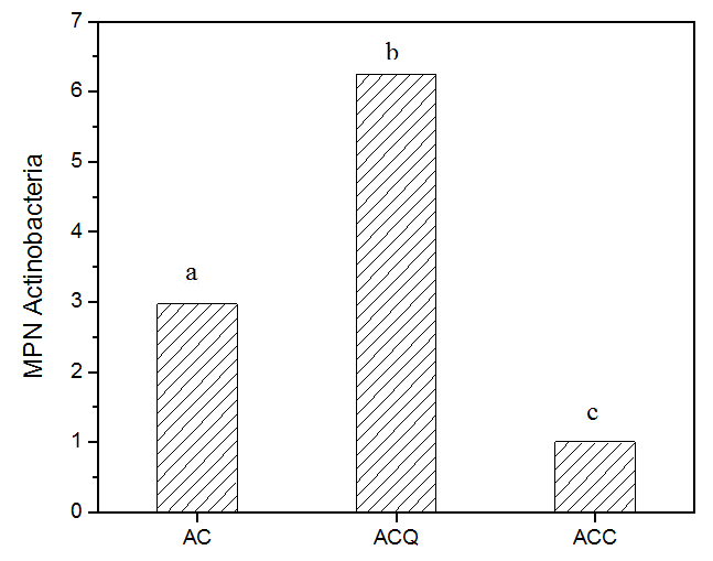 Analysis of the Most Probable Number (MPN) of actinobacteria in different culture media. AC - Casein Starch medium; ACQ - Casein Starch medium without starch, plus 2 % chitosan; ACC - Casein Starch medium without starch. a-c Columns bearing different letters differ significantly (p ≤ 0.05) according to Tukey’s test - PAST software, according Hammer et al. (2001)
