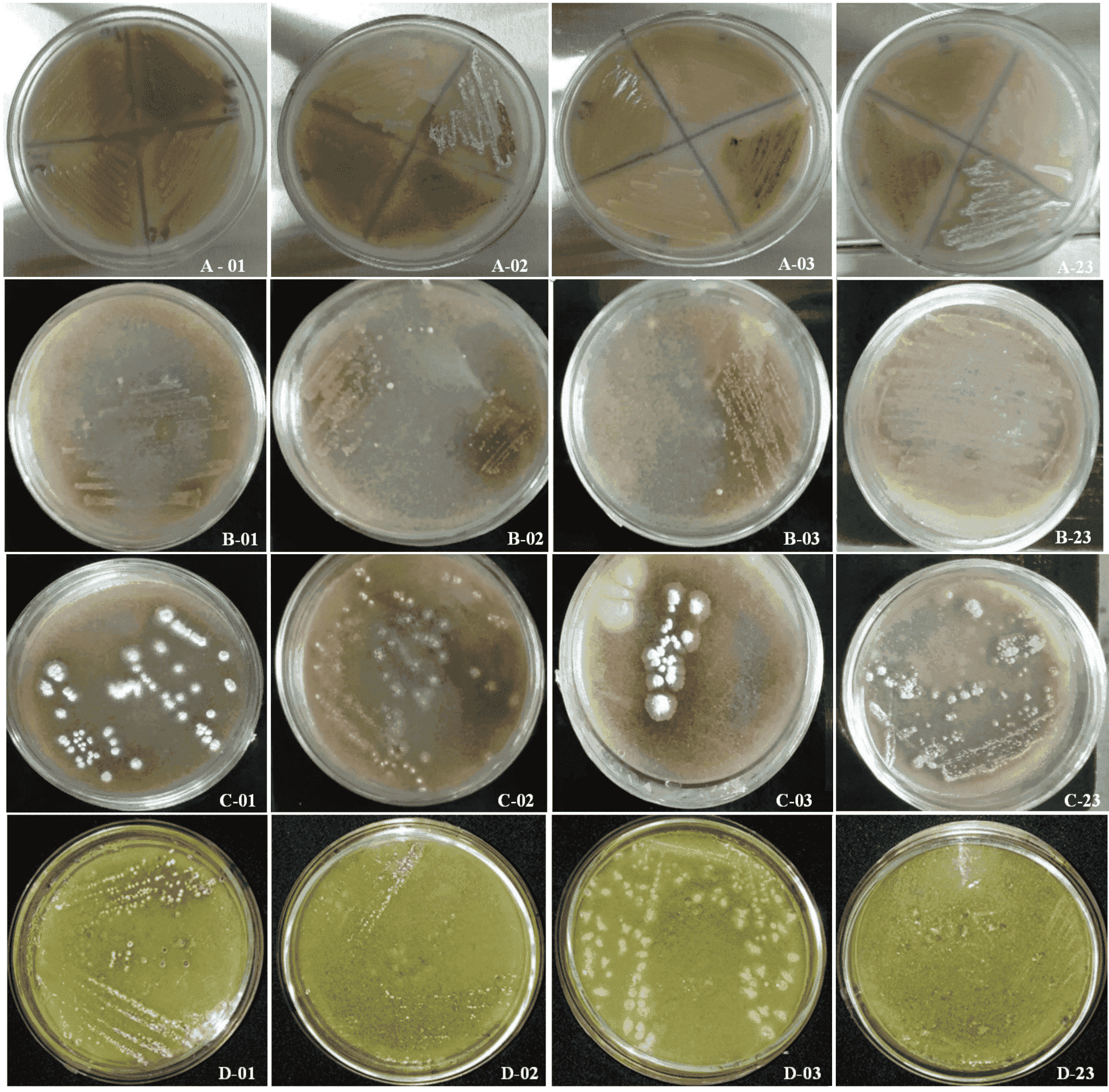 Morphological monitoring of inoculants 01, 02, 03 and 23, performed with ACQ culture medium on days 7, 14, 21 and 30. A. Seven days after inoculation. , B. Fourteen days after inoculation, C. Twenty-one days after inoculation, D.Thirty days after inoculation.