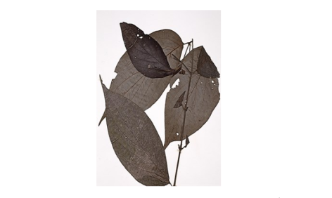  Image of exsiccate Piper sancti-felicis[1].