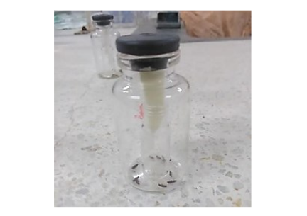 Test of the fumigant activity of the EO from P. sancti-felicis (Author’s own source).