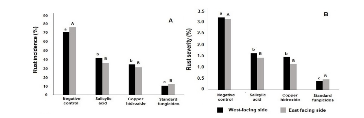 Mean area under the disease progress curve for incidence (A) and severity (B) of coffee rust, caused by Hemileia vastatrix, on west-facing and east-facing sides of plants treated with five applications of salicylic acid (150 mg L-1), copper hydroxide (2 kg ha-1), and standard fungicides used by local farmers (boscalid, copper hydroxide, and pyraclostrobin + epoxiconazole). Means followed by the same capital letter (east-facing side) and the same lowercase letter (west-facing side) are not significantly different by the Tukey test (p < 0.001).