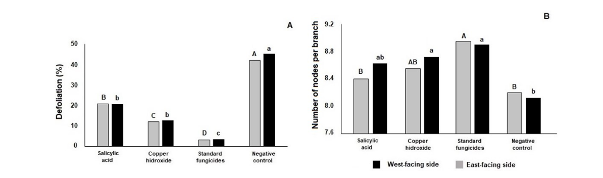 Defoliation (A) and number of nodes per plagiotropic branch (B) on west-facing and east-facing sides of plants treated with five applications of salicylic acid (150 mg L-1), copper hydroxide (2 kg ha-1), and standard fungicides used by local farmers (boscalid, copper hydroxide, and pyraclostrobin + epoxiconazole). Means followed by the same capital letter (east-facing side) and the same lowercase letter (west-facing side) are not significantly different by the Tukey test (p < 0.001).