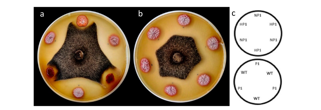 Biological activity assays between Streptomyces 5.1 enhanced and null mutants. Production of antifungal compounds by mutants of the bacterium Streptomyces 5.1 for the control of the phytopathogenic fungus Colletotrichum gloeosporioides, a) non-producer mutants (NP) and enhanced (HP), b) producer mutants (P), c) essay scheme.