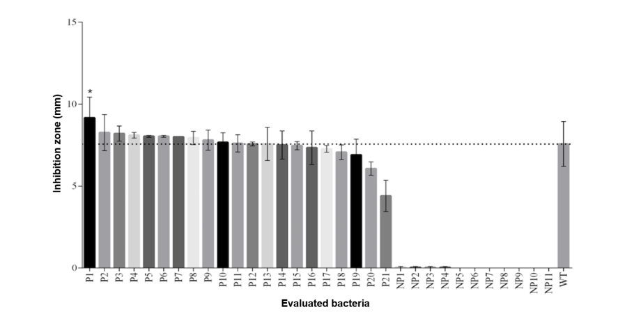  Inhibition radius of Streptomyces 5.1 mutants on in vitro tests against Colletotrichum gloeosporioides. Average values of halos are presented in mm  standard deviation of three replicates per evaluated mutant.