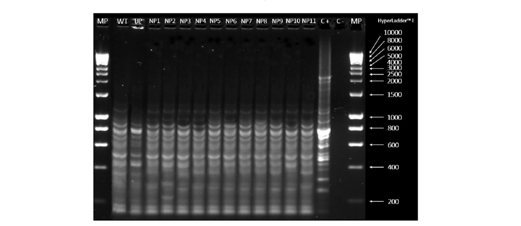  BOX-PCR DNA fingerprint in Streptomyces mutants 5.1. Evaluation of differential profiles between the wildtype strain (WT), the enhanced mutant (HP) and the 11 null mutants (NP), using as a positive control the genomic of Clostridium acetobutylicum and as a negative control the mixture of reagent with water in the place of DNA.