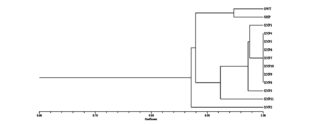 Streptomyces dendrogram 5.1. Control grouping and enhanced, and null mutants carried out with the NTSYSpc program, see. 2.2.