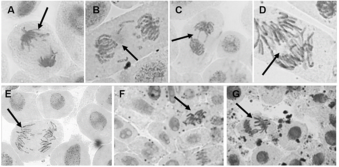 Figure 1. Chromosomal aberrations visualized in the meristem root of Allium cepa exposed to Cissus. verticillata aqueous extract: (A) anaphase with chromosome loss; (B) telophase with chromosome loss; (C) anaphase with chromosome bridge; (D) disturbed anaphase; and exposed to Sphagneticola trilobata aqueous extract: (E) anaphase with chromosome loss; (F) disturbed anaphase; (G) anaphase with chromosome bridge. The arrows indicate the respective chromosomal aberrations.