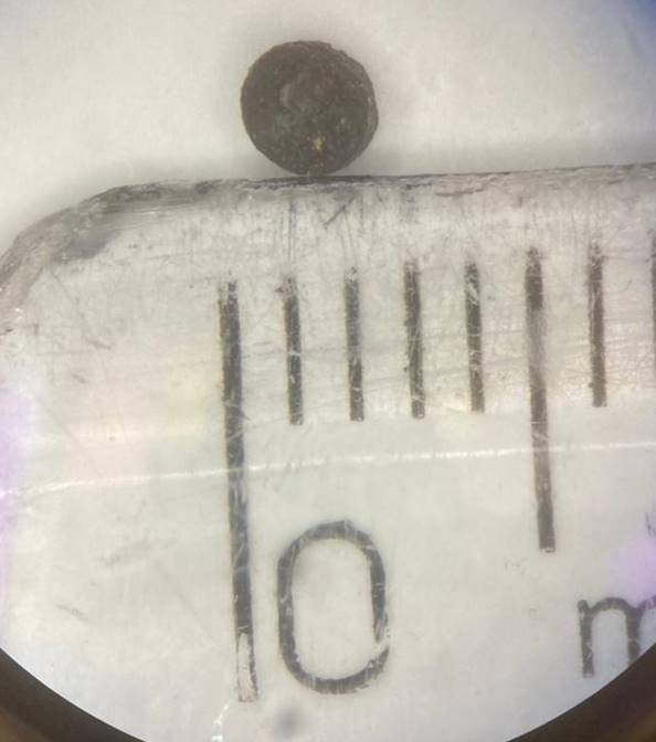 Figure 1. Illustrative image of PE scaffold, manufactured by the PE extracted from the marine sponge Aplysina fulva.
