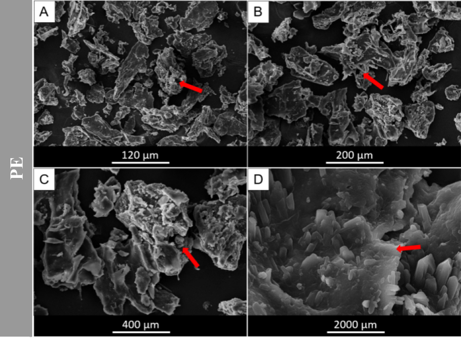 Figure 2. SEM representative micrographs of PE extracted from Aplysina fulva marine sponge. Red arrows in A-B indicates granular and irregular PE fibers, as well as smooth and heterogeneous PE morphology are depicted in C-D in different magnifications: A 300x; B 500x; C 1000x and D 5000x respectively.