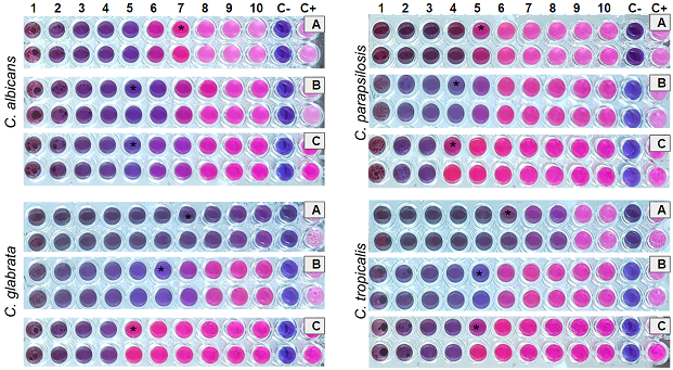 Figure 1. C+ color of yeast suspension with resazurin, without PE; C- color of resazurin without yeast and PE; 1-10 (ten different concentrations of PE ranging from 0.001 to 0.655 μg mL-1 in TPP). MIC determination of the PE with resazurin added in the plates of all yeasts at 0h of incubation, totaling 48h with resazurin (A), after 24 hours of incubation, totaling a further 24 hours with resazurin (B), and after 48 hours of incubation plus another 24 hours with resazurin (C). * indicates the MIC of each case, in a visual reading evidencing the divergences and showing that in B condition there was major agreement between the two readings.