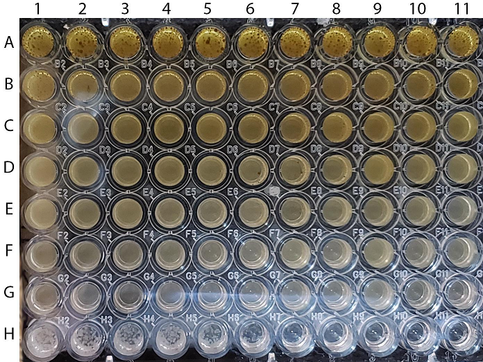 Supplementary Figure 1. Microdilution checkerboard plate of Candida sp. with interaction between propolis extract and nystatin without the use of resazurin.