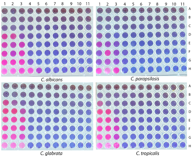 Figure 3. Microdilution checkerboard plates of Candida spp. with interaction between the serially diluting of nystatin (0.125-64 μg mL-1) in the x-axis and PE (0.001-0.655 μg mL-1) in the y-axis. A blue to pink color change indicated a reduction of resazurin, and thus, yeast growth. The MIC of nystatin is in line H and PE in column 1, as well as the interaction between the two substances are observed at the center of the plate.