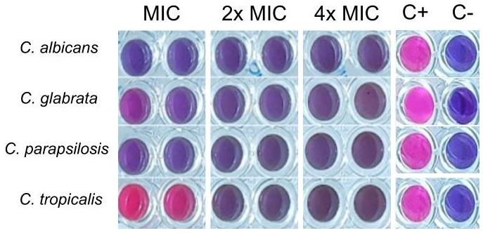 Figure 4. Minimal biofilm inhibitory concentration of PE at MIC, 2x MIC and 4x MIC concentrations on biofilms formed by four Candida species. C+ color of yeast suspension with resazurin, without the extract; C- color of resazurin without yeast and extract. A blue to pink color change indicated a reduction of resazurin, and thus, yeast growth.