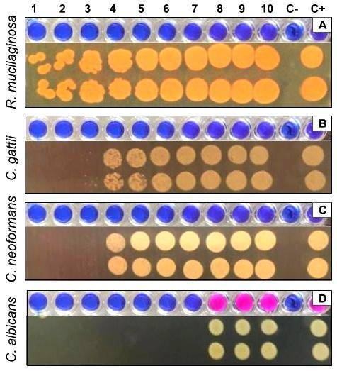 Figure 2. MIC and MFC determinations of an aleatory natural product extract against three encapsulated yeast comparing to  C. albicans, with resazurin added after 24 hours of incubation totaling a further 24 hours with resazurin. C+ color of yeast suspension with resazurin, without the extract; C- color of resazurin without yeast and extract; 1-10 (ten different concentrations of natural product extract). It was not possible to obtain the resazurin reading for MIC, since there was no color transition of the dye nor in the positive controls, except for C. albicans. Nevertheless, it was detected a normal growth and MFC readings.