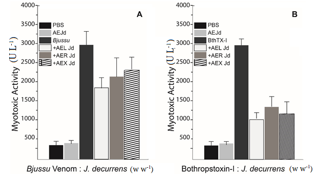 Figure 4. Inhibition of the myotoxic activity of Bjussu venom by the aqueous extract from Jacaranda decurrens (roots-AERJd, xylopodium- AEXJd, and leaves- AELJd). Effect of J. decurrens extracts upon the myotoxicity induced by Bjussu (A) and its main isolated myotoxic PLA2 (BthTX-I) (B) at a 1:50 (w w-1, venom or toxin: extract) ratio. Each experiment represents the mean  SD (n = 6).* Significantly different from the respective positive control (p < 0.05).