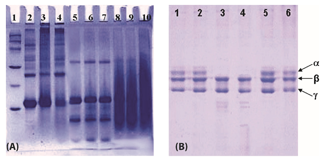 Figure 5. Eletrophoresis analysis. (A): SDS-PAGE for visualization of the interaction between snake venoms and Jacaranda decurrens extracts, after incubation for 30 min. at 37C. Samples: 1- Bjussu venom (20 g); 2- Bjussu (20 g) + Aqueous extracts of leaves (AELJd) (1:50, w w-1); 3- Bjussu (20 g) + Aqueous extracts of roots (AERJd) or Aqueous extracts of xylopodium (AEXJd) (1:50, w w-1); 4- C.d.t  (20 g); 5- C.d.t (20 g) + AELJd (1:50, w w-1); 6- C.d.t (20 g) + AERJd or AEXJd (1:50, w w-1); 7- AELJd (1000 g); 8- AEXJd (1000 g); 9- AERJd (1000 g). (B): SDS-PAGE for visualization of the inhibitory effect of J. decurrens extracts upon the fibrinogenolytic activity of Bjussu venom. Samples: 1- Fibrinogen (75 g); 2- Fibrinogen + AELJd (200 g); 3- Fibrinogen + Bjussu (20 g); 4- Fibrinogen + BjussuMP-I (2 g) 5- Fibrinogen + Bjussu + AELJd (1:10, w w-1); 6- Fibrinogen + BjussuMP-I + AELJd (1:10, w w-1).