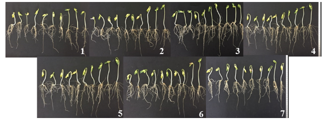 Figure 1. Common bean seedlings, five days after the test setup, without salt stress (substrate moistened with H2O). Positive untreated control with dry seeds (1); negative control with seeds untreated with lycopene solution but preconditioned in distilled water (2); treated seeds with doses of the antioxidant lycopene concentrations of 0.018 (3); 0.036 (4); 0.072 (5); 0.144 (6); and 0.288 g L-1 (7).