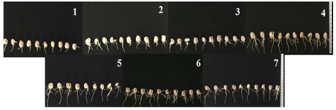 Figure 2. Germinating seeds of common bean, five days after the test setup, under conditions of salt stress (substrate moistened with NaCl solution, -0.9 MPa). Positive untreated control with dry seeds (1); negative control with seeds untreated with lycopene solution but preconditioned in distilled water (2); treated seeds with doses of the antioxidant lycopene concentrations of 0.018 (3); 0.036 (4); 0.072 (5); 0.144 (6); and 0.288 g L-1 (7).