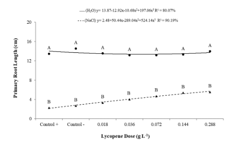 Figure 7. Root length of common bean seedlings from seeds subjected to two growth conditions (without and with salt stress) treated with doses of the antioxidant lycopene. Means followed by the same letter in the vertical position are not significantly different by the Tukey test at 5% probability. Coefficient of variation = 9.78%; p < 0.01.