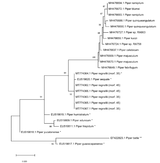 Figure 2. Maximum likelihood gene tree of the trnL-trnF and trnL marker of Piper species (1,000 bootstrap resampling) and the Tamura-3-parameter model.