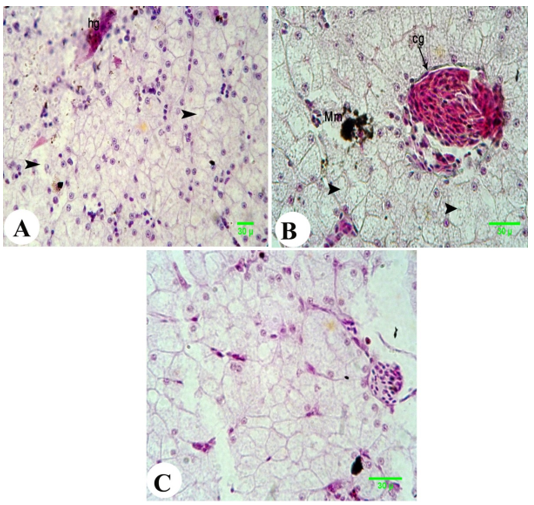 Figure 4. Photomicrograph of the liver of metamorphed tadpole of Egyptian toad exposed to the combination dosage of atrazine and nitrate showing degeneration of the hepatocytes (arrowhead) with focal aggregation of melanomacrophage cells in between the hepatocytes (Mm), patch of haemorage (hg), congestion in blood vessel (cg), and remarkable depletion in mucopolysaccharide mucins. (A, H&E; B, Masson's trichrome and C, PAS, scale 30 ).