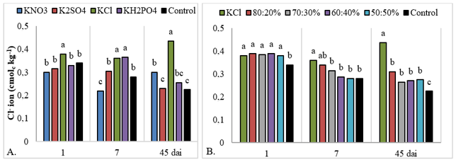 Figure 2. Chloride (Cl-) content in soil in response to the application of potassium sources (A) and KCl:K2SO4 (B) combinations at 200 mg dm-3 of K2O at 1, 7 and 45 days after incubation (dai). 80:20% corresponds to the percentage of KCl and K2SO4, respectively, and so on. Equal letters do not differ from each other by the Scott-Knott test (p <0.05).