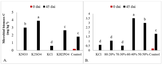 Figure 3. Carbon of the microbial biomass in response to the application of potassium sources (A) and KCl:K2SO4 combinations (B) at a dose of 200 mg dm-3 of K2O at 0 and 45 days after incubation (dai). 80:20% corresponds to the percentage of KCl and K2SO4, respectively, and so on. Equal letters do not differ from each other by the Scott-Knott test (p <0.05).