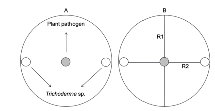 Figure 1. Illustrative scheme of the confrontation method in Petri dish used to evaluate the biological control effect of the Trichoderma species against the phytopathogens. (A) Superior view of the Petri dishes showing how the 5 mm mycelial discs of the Trichoderma species were arranged to test their antagonistic effect; (B) Inferior view of the plate indicating the measurement aspect of the mycelial growth diameter towards two lines (R1 and R2) intersected at 90 angle in the center of the plant pathogen fungus.