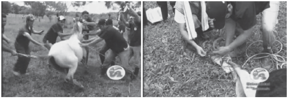 Video de práctica quirúrgica con acompañamiento de estudiantes de MVZ de la Universidad de la Amazonía