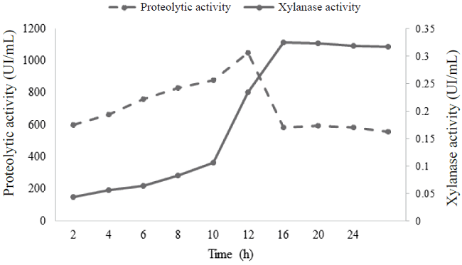 Relation between proteolytic activity (UI/mL) enzymes and xylanase activity of the enzymatic preparation in a MS+X medium