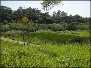 View of the Pinheirinho d’gua Park in 2014