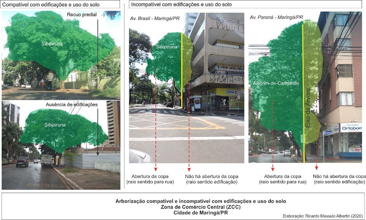 - Compatibilidade e incompatibilidade da arboriza&ccedil;&atilde;o versus lote e edifica&ccedil;&otilde;es na ZCC.